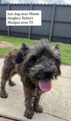 Found/Stray Female Dog last seen Near sw 174 st, Miami, FL 33157