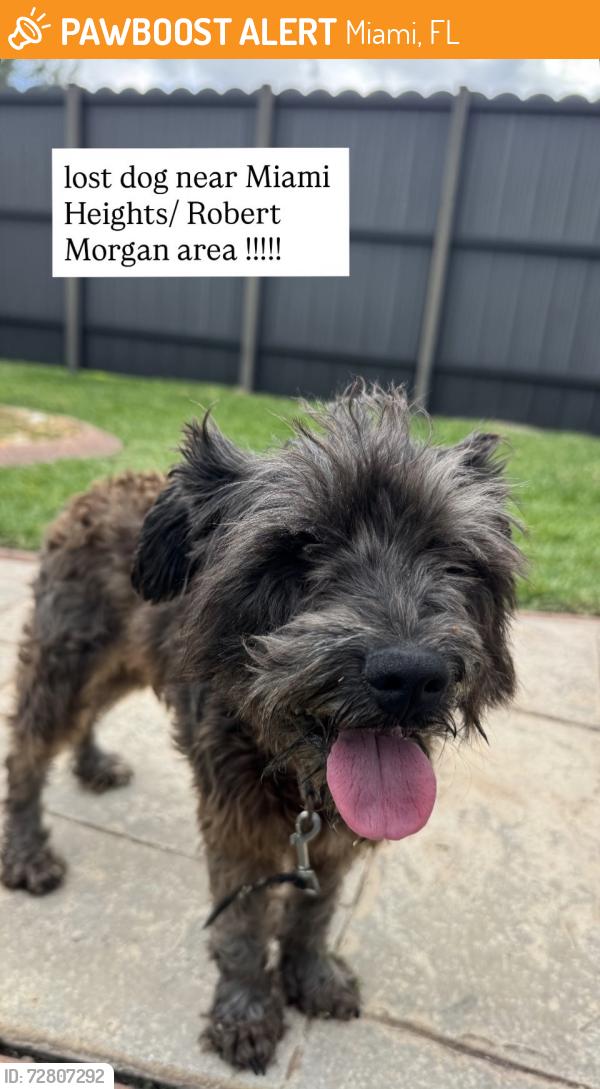 Found/Stray Female Dog last seen Near sw 174 st, Miami, FL 33157