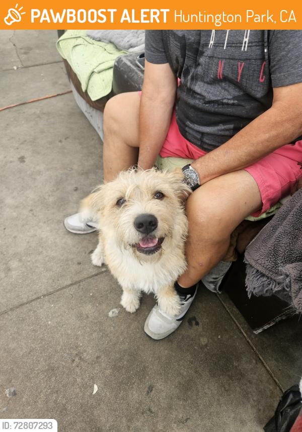 Found/Stray Male Dog last seen 60th and Riverside , Huntington Park, CA 90255
