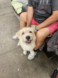 Found/Stray Male Dog last seen 60th and Riverside , Huntington Park, CA 90255