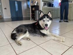 Found/Stray Male Dog last seen Hubbard, San Fernando, CA 91340