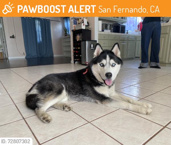 Found/Stray Male Dog last seen Hubbard, San Fernando, CA 91340