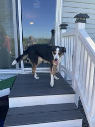 Found/Stray Male Dog last seen West Williams and Pinehurst in Marion, Marion, IA 52302