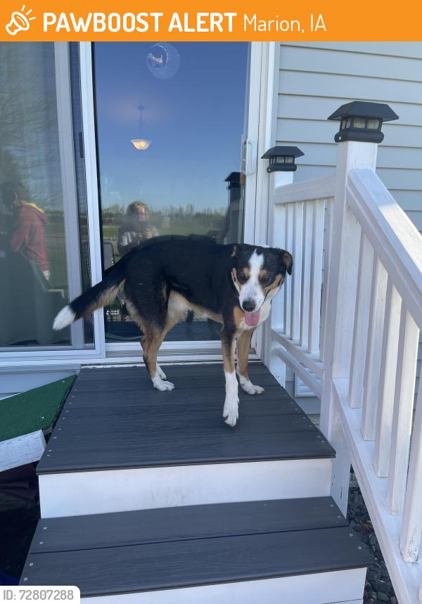 Found/Stray Male Dog last seen West Williams and Pinehurst in Marion, Marion, IA 52302