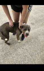 Found/Stray Male Dog last seen Beaverwood, Spring, TX 77373