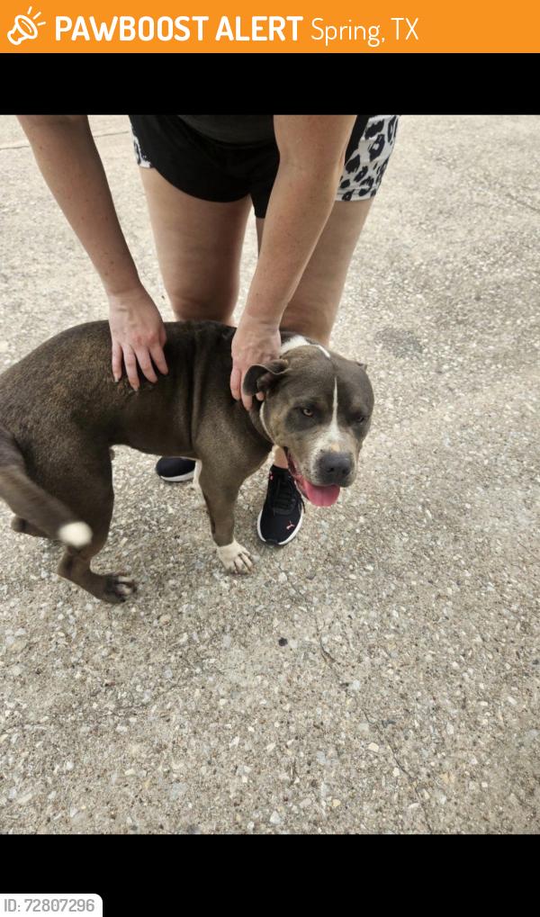 Found/Stray Male Dog last seen Beaverwood, Spring, TX 77373