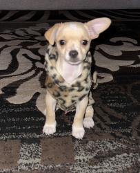 Lost Male Dog last seen Margaret, East Los Angeles, CA 90022