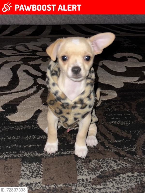 Lost Male Dog last seen Margaret, East Los Angeles, CA 90022