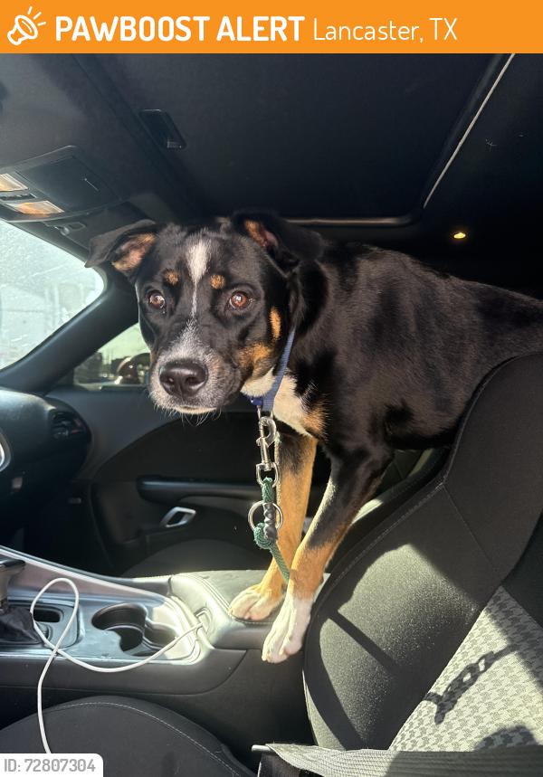 Found/Stray Unknown Dog last seen Bear Creek Park, Lancaster, TX 75146