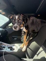 Found/Stray Unknown Dog last seen Bear Creek Park, Lancaster, TX 75146