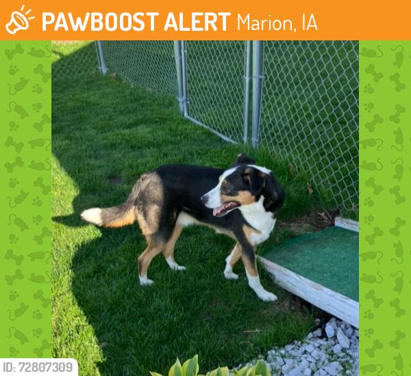 Found/Stray Male Dog last seen Near Lowe park, Marion, IA 52302