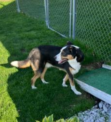 Found/Stray Male Dog last seen Near Lowe park, Marion, IA 52302