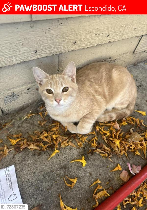 Lost Male Cat last seen El Norte Parkway and fig Street, Escondido, CA 92026