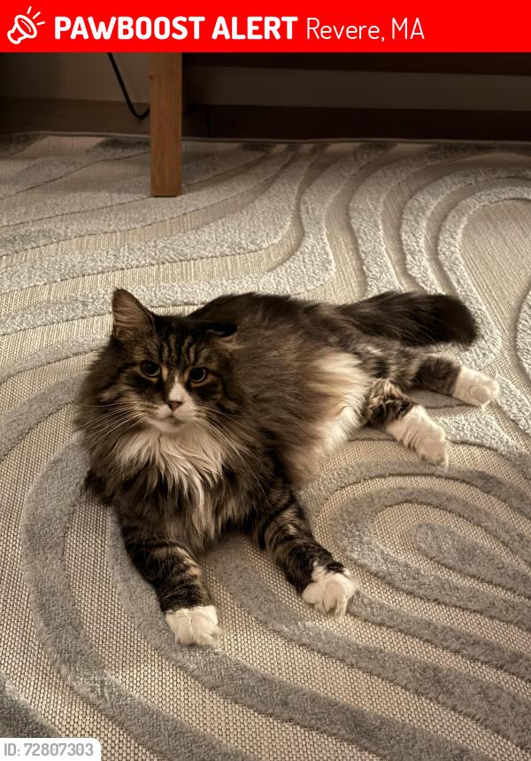 Lost Male Cat last seen Lowell st, Revere MA, Revere, MA 02151