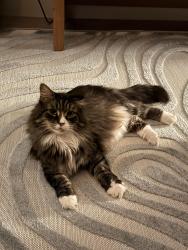 Lost Male Cat last seen Lowell st, Revere MA, Revere, MA 02151