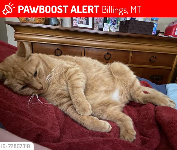 Lost Male Cat last seen Virginia Lane, Lord With Dr., Senior high school school, Billings, MT 59102