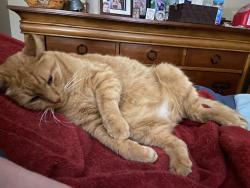 Lost Male Cat last seen Virginia Lane, Lord With Dr., Senior high school school, Billings, MT 59102