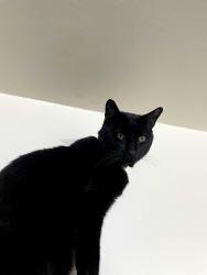 Lost Male Cat last seen N 17th Street and 2nd Ave N by Lewis and Clark Inn and Andy's casino , Billings, MT 59101
