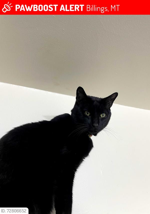 Lost Male Cat last seen N 17th Street and 2nd Ave N by Lewis and Clark Inn and Andy's casino , Billings, MT 59101