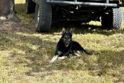 Lost Male Dog last seen North Highway 88, Lodi, CA 95212