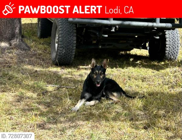 Lost Male Dog last seen North Highway 88, Lodi, CA 95212