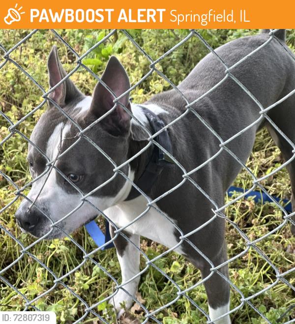 Found/Stray Male Dog last seen My back gate, Springfield, IL 62703
