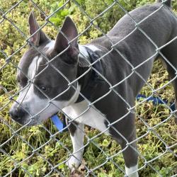 Found/Stray Male Dog last seen My back gate, Springfield, IL 62703