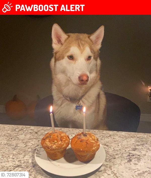 Lost Male Dog last seen Englinton & confederation pkwy, Mississauga, ON L5R 1M7