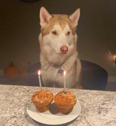 Lost Male Dog last seen Englinton & confederation pkwy, Mississauga, ON L5R 1M7