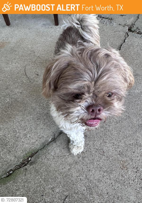 Found/Stray Male Dog last seen Bonnie Brae , Fort Worth, TX 76111