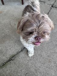 Found/Stray Male Dog last seen Bonnie Brae , Fort Worth, TX 76111