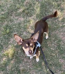 Found/Stray Male Dog last seen Westside and Arts Summit, Alpharetta, GA 30009