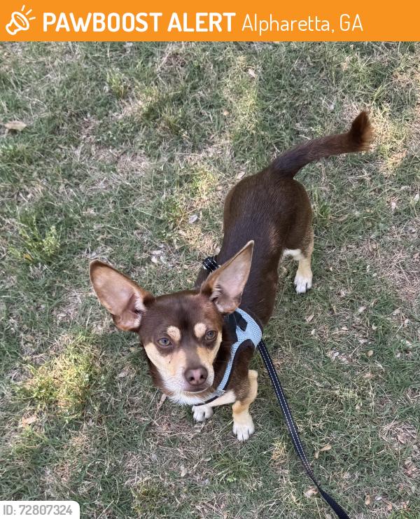 Found/Stray Male Dog last seen Westside and Arts Summit, Alpharetta, GA 30009