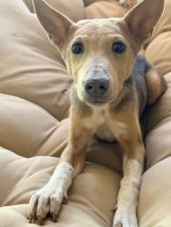 Found/Stray Female Dog last seen Found her near lakeside apmts , Dallas, TX 75231