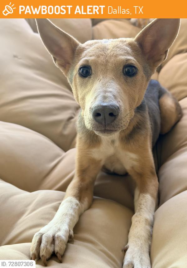 Found/Stray Female Dog last seen Found her near lakeside apmts , Dallas, TX 75231