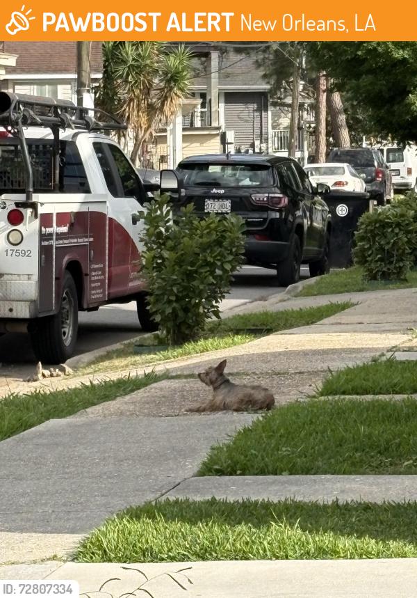 Found/Stray Unknown Dog last seen Delachaise & S. Dorgenois, New Orleans, LA 70125