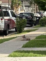 Found/Stray Unknown Dog last seen Delachaise & S. Dorgenois, New Orleans, LA 70125