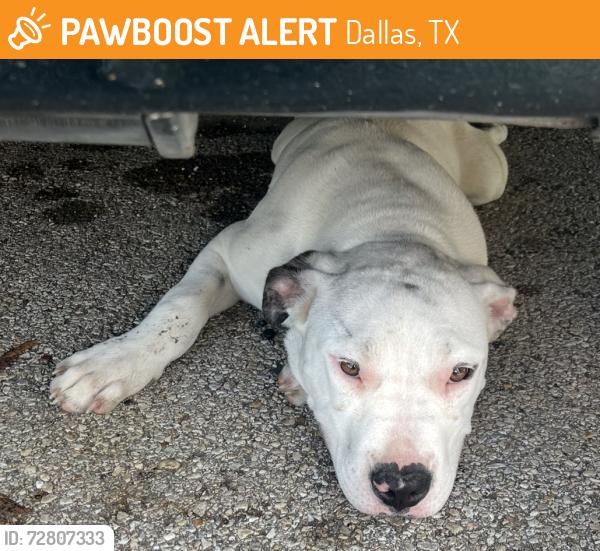 Found/Stray Male Dog last seen Chimney Hill s Subdivision , Dallas, TX 75243
