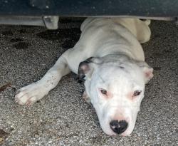 Found/Stray Male Dog last seen Chimney Hill s Subdivision , Dallas, TX 75243