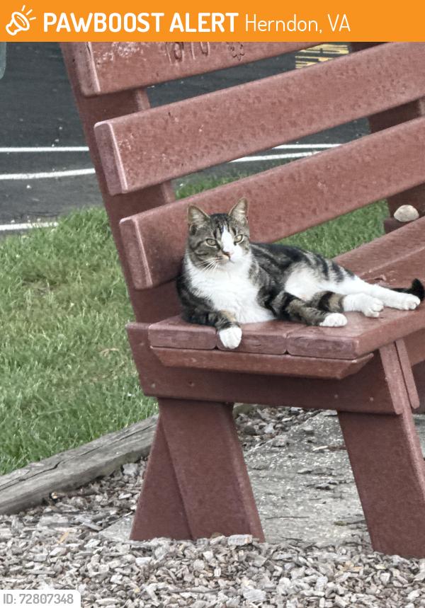 Found/Stray Unknown Cat last seen At the play park , Herndon, VA 20170