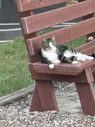 Found/Stray Unknown Cat last seen At the play park , Herndon, VA 20170