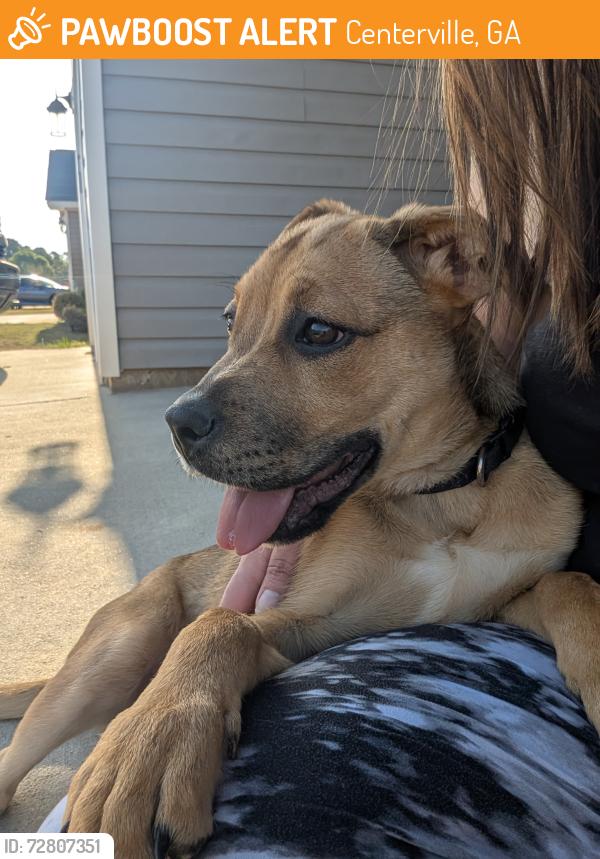 Found/Stray Female Dog last seen Collins Avenue , Centerville, GA 31028