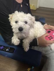 Lost Male Dog last seen W Louisiana Ave, Near Federico pena hosp, Denver, CO 80219