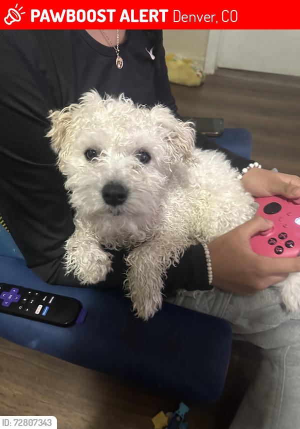 Lost Male Dog last seen W Louisiana Ave, Near Federico pena hosp, Denver, CO 80219