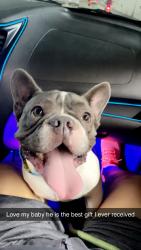 Lost Male Dog last seen Monarch glen and windstone , Windstone Colony, TX 77449