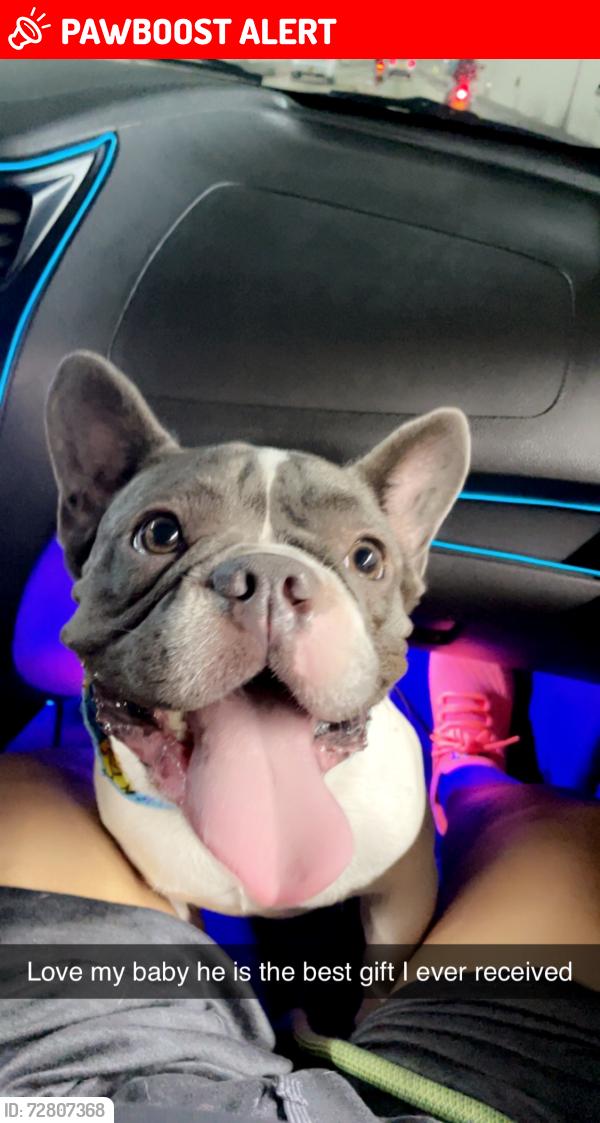 Lost Male Dog last seen Monarch glen and windstone , Windstone Colony, TX 77449