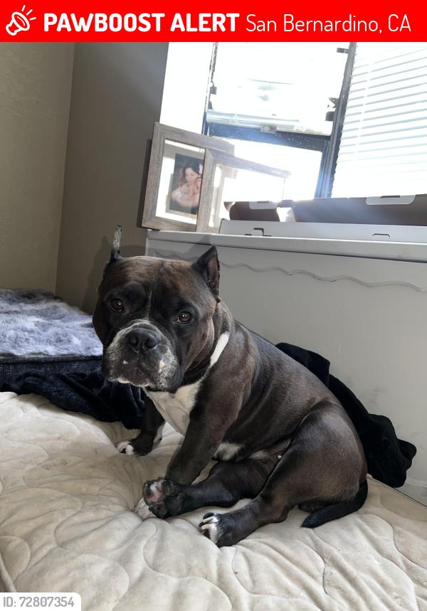 Lost Female Dog last seen E 44th street & Waterman Ave, San Bernardino, CA 92404