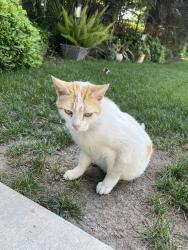 Found/Stray Unknown Cat last seen He was found near Davenport park and followed me to strolling court., Merced, CA 95340
