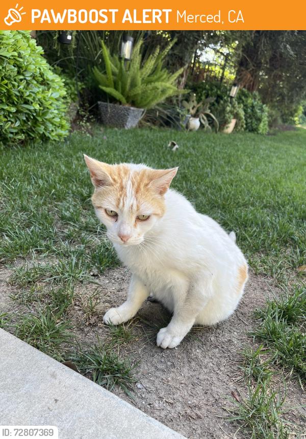Found/Stray Unknown Cat last seen He was found near Davenport park and followed me to strolling court., Merced, CA 95340