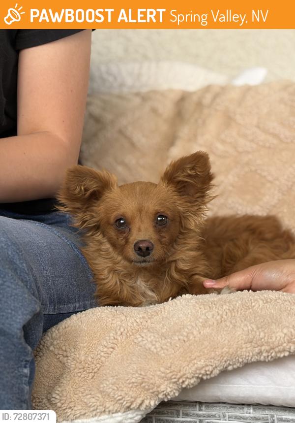 Found/Stray Male Dog last seen Tenaya and twain, Spring Valley, NV 89147
